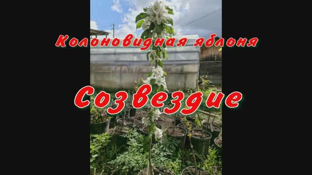 Созвездие, колоновидная яблоня.