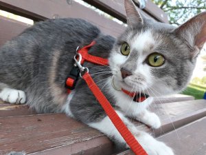 танцы