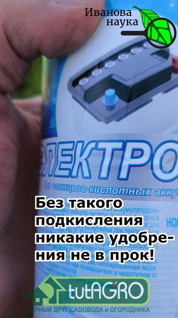 💣 Все удобрения БЕЗ ТОЛКУ, если не сделать ЭТО для голубики! Подкисление почвы без уксуса и лимонки