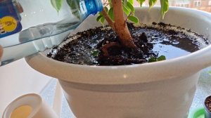 Упала. Сломала руку. Поливаю цветы. Рассказываю как обстоят дела сейчас