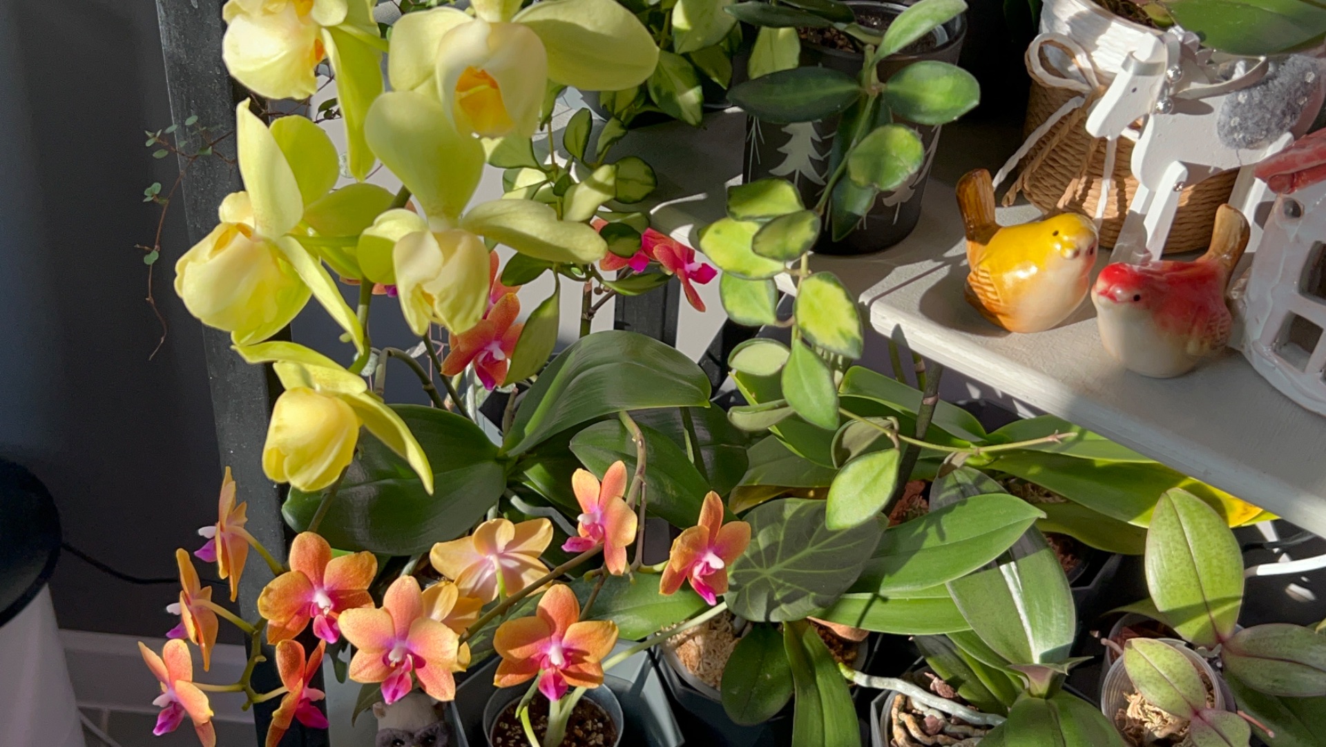 Завораживающее ЦВЕТЕНИЕ ОрХиДеЙ в мае 🌸☀️🦋 #орхидеи