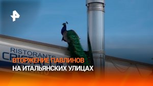 Нашествие павлинов на город в Италии: они повсюду