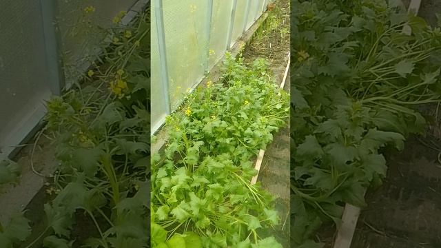 Японские салатные капусты