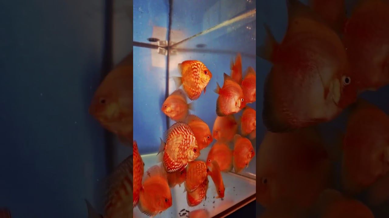 Сделано в Кристалле!