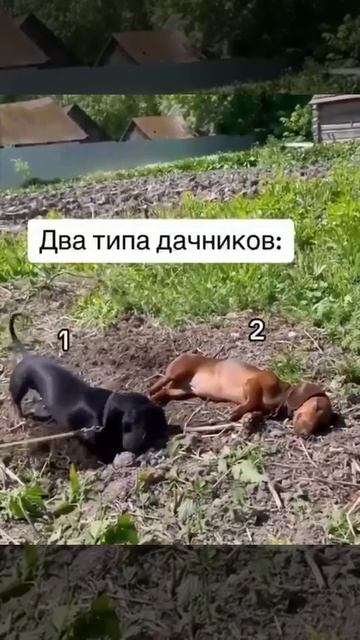 Какие они...дачники? #дача #коттедж #вилла #огород #сад #уикэнд #отпуск #выходные #отдых