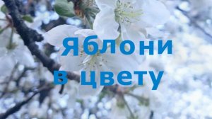 Яблони в цвету