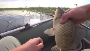 На ЭТУ НАЖИВКУ клюёт ТОЛЬКО КРУПНЫЙ!! В камышах, на ПОПЛАВОК!!