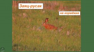 Заяц-русак на траве, кормится вечером и потихоньку исчезает в траве. Май