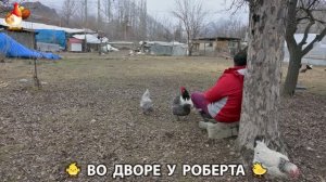 Содержание кур в домашних условиях и других птиц во дворе у Роберта 🐣🐤🦆🐔🪿🦃 (490)