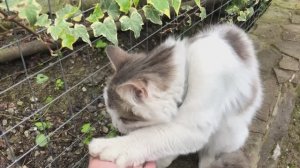 Шашлык/история из жизни/ чуть не сгорела (04.05.26)