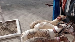 Дама с собачками