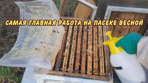 пчелоодство, самая главная работа на пасеке весной 2024