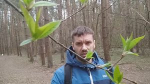 Прогулка в лесу