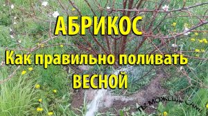 Как правильно поливать АБРИКОС весной