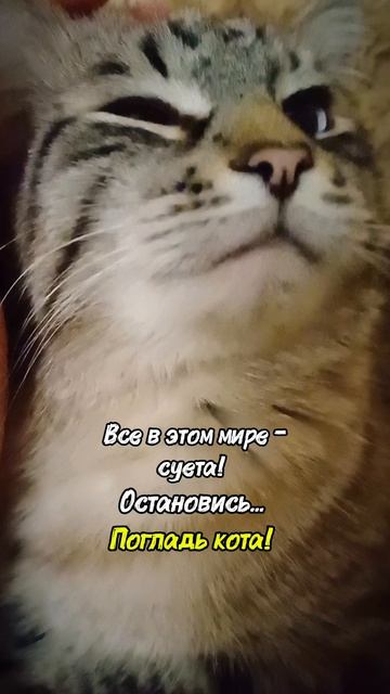 Кошачьи мудрости | 4