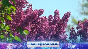 Сирень Победы зацвела в Донецком ботаническом саду