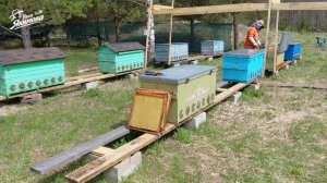 Общий осмотр пасеки, перевод пчёл на увеличенную рамку