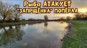 🔥ЗАПРЕЩЁНКА: Вобла и Карась атакуют на Волге. Целое ведро на донку! Рыбалка в Астрахани -2026