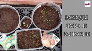 ВСХОДЫ ЛУКА И КАПУСТЫ.