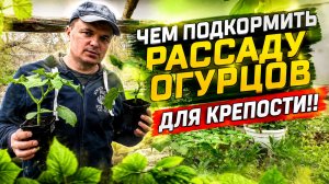 Чем подкормить рассаду огурцов, чтобы она была «жирненькой» и коренастой.