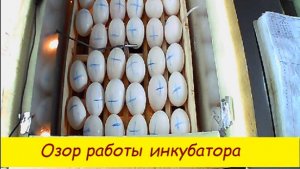 Обзор работы инкубатора