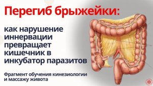 Перегиб брыжейки: как нарушение иннервации превращает кишечник в инкубатор паразитов.
