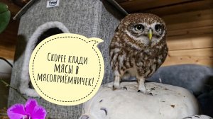 Сыч Лучик следит за мной и контролирует всё, что я делаю. Сыч Чучундрий вкусно ест кусочки мяс