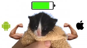 Котенок мяукает, но телефоны заряжаются со звуком!!! Анимация