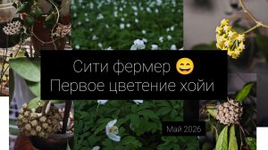Сити фермер 😄// первое цветение хойи. май2026