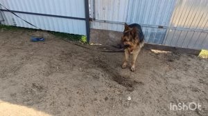 07-05-2026. Квочку 🐓 петуху, а цыплят в клетку.😊