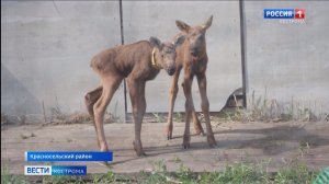 Лосиный детский сад под Костромой принимает новых воспитанников