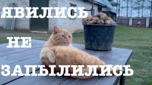 #184. Где мы работаем? Открытие огородного сезона. Весенний урожай картофеля. [Жизнь на своей земле]