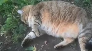 Супер толстый кот вышел погулять