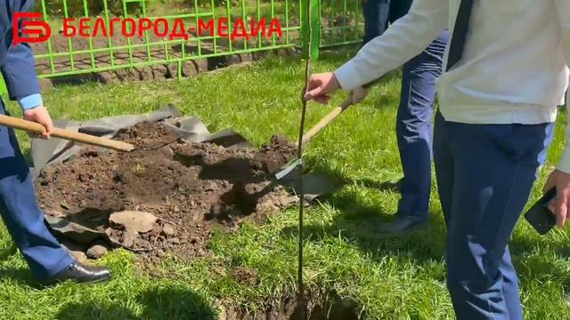 На аллее им. А.В. Алексашина в Белгороде сотрудники прокуратуры высадили деревья смотреть онлайн