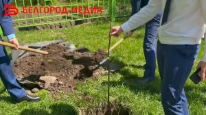 На аллее им. А.В. Алексашина в Белгороде сотрудники прокуратуры высадили деревья