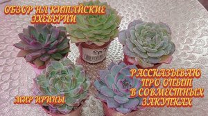 Обзор на китайские эхеверии ● Рассказываю про опыт в совместных закупках ●●●