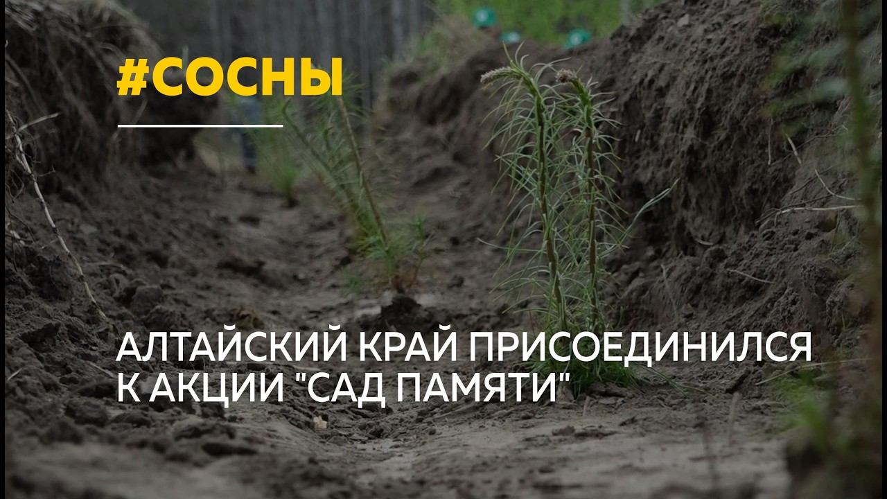 В Алтайском крае высадили тысячи деревьев в память о героях войны смотреть онлайн
