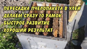 пчеловодство, пересадка пчелопакета в улей  делаем сразу 10 рамок