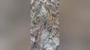 Леопард-путешественник: редчайший хищник впервые замечен на дороге в Китае.

В провинции Цзилинь (Ки