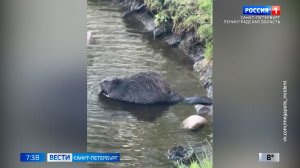 Вести Санкт-Петербург. Выпуск 07.35 от 07.05.2026