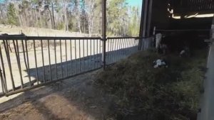 МЫ ГОТОВИЛИСЬ ПРОЩАТЬСЯ а она ВСТАЛА НА НОГИ