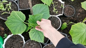 Зачем мучаю огурцы 7 мая сею в огороде морковь горох и кукурузу в теплице.