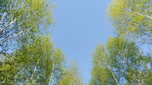 Небес  касался...
