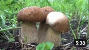 Белый гриб. Наблюдение за ростом.  Развитие в течение шести дней. Boletus Edulis in Siberia Russia