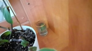 2 ДЕНЬ ОТЖИМАНИЙ И ПОКАЗЫВАЮ ЦВЕТОЧКИ