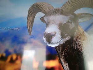 я продолжаю играть в пустыне.