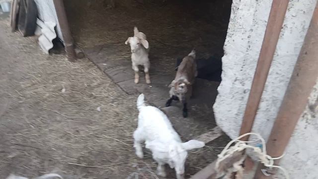 Начало положено