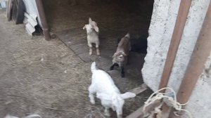 Начало положено