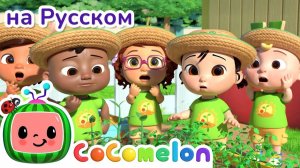 🍅🥕Овощи любят малыши - Новая Серия✨ # CoComelon на русском — Детские песенки