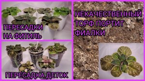 Пересадки фиалок на фитильный полив. Пересадка деток.